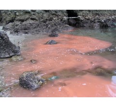 Image for Unusually Severe Red Tide Kills Thousands Of Animals