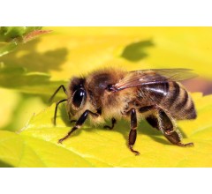 Image for Study Links Popular Herbicide To Honey Bee Deaths