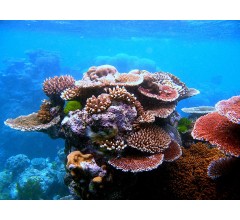 Image for New Disease Devastating Caribbean Coral Reefs