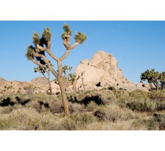 Image for Joshua Tree National Park Recovery May Take Centuries
