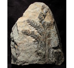 Image for World’s Oldest Fossil Forest Discovered In Upstate New York