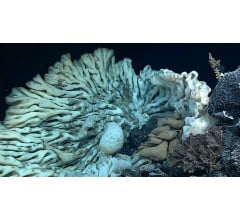 Image for World’s Biggest Sea Sponge, about the size of a Minivan