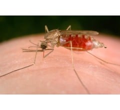 Image for Could A New Pill Change The game for Malaria Treatment?