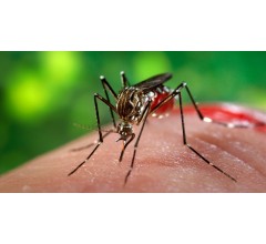 Image for How Does Zika Affect Infected Men?