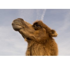 Image for Beauty Pageant Camels Disqualified Over Botox Injections