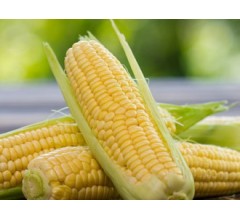 Image for New Study Says GMOs are Safe