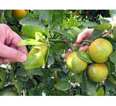 Image for Tiny Bug Causing BIG Problems for Citrus Growers